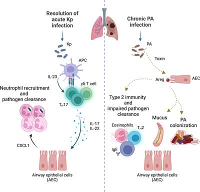 Immune Response to Gram negative Bacteria in the Lungs Frontiers